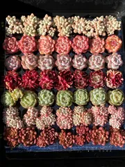 2025年最新】韓国苗セット訳ありの人気アイテム - メルカリ