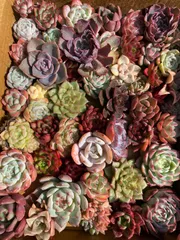 2026年最新】多肉植物 韓国苗 セットの人気アイテム - メルカリ