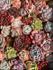 人気セット【鮮やか＆多種類】カット苗　50苗セット　佐川発送予定　多肉植物　韓国苗　エケベリア　詰め合わせ　AM808