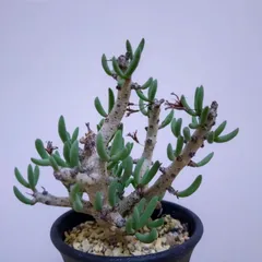 2025年最新】チレコドンの人気アイテム - メルカリ