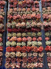 新春セール【15種類の土と根付き105苗セット】多肉植物の大満足パック！佐川急便で発送　エケベリア　韓国苗 　NT36