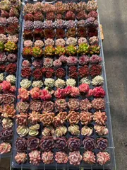 新春セール【15種類の土と根付き105苗セット】多肉植物の大満足パック！佐川急便で発送　エケベリア　韓国苗 　NT37