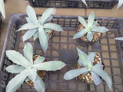 2025年最新】アガベ パリー 種子の人気アイテム - メルカリ