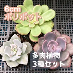 2025年最新】クリスペートビューティの人気アイテム - メルカリ