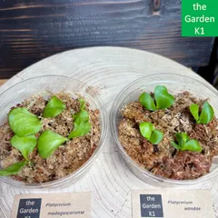 2025年最新】マダガスカリエンセの人気アイテム - メルカリ