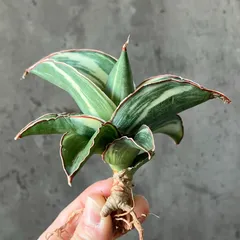 2025年最新】サンスベリア サンセベリア 観葉植物の人気アイテム