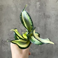 2025年最新】ゴールデンウェンディの人気アイテム - メルカリ