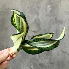 2025年最新】サンスベリアの人気アイテム - メルカリ