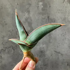 2025年最新】サンスベリア ピングイキュラの人気アイテム - メルカリ