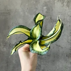 2025年最新】サンスベリア 希少の人気アイテム - メルカリ