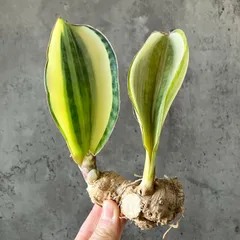 ☆S-17 希少 サンスベリア ブラケニア 斑入り 鉢ごとメルカリ発送 ☆S-17 希少 サンスベリア ブラケニア 斑入り 鉢ごとメルカリ発送