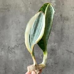 2025年最新】サンセベリア 希少の人気アイテム - メルカリ