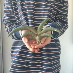 2025年最新】サンセベリア 希少の人気アイテム - メルカリ