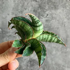 2025年最新】サンスベリア 希少の人気アイテム - メルカリ