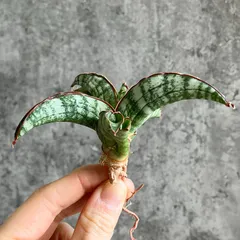 2025年最新】サンセベリア 希少の人気アイテム - メルカリ