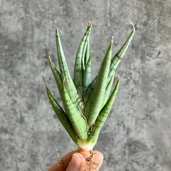 2025年最新】サンスベリア ドラゴンの人気アイテム - メルカリ