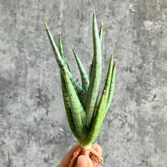 2025年最新】サンスベリア ドラゴンの人気アイテム - メルカリ