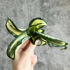 2025年最新】ゴールデンウェンディの人気アイテム - メルカリ