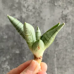 2025年最新】サンセベリア 希少の人気アイテム - メルカリ