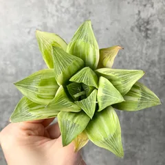 【希少】大量のアロエまとめ売り 2025年最新】希少 アロエの人気アイテム - メルカリ