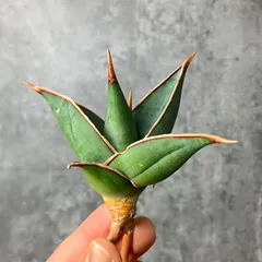 2025年最新】サンスベリア ピングイキュラの人気アイテム - メルカリ