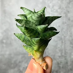 2025年最新】サンスベリアの人気アイテム - メルカリ