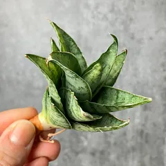 2025年最新】サンセベリア 希少の人気アイテム - メルカリ