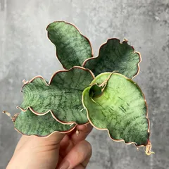 2025年最新】サンセベリア 希少の人気アイテム - メルカリ