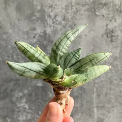 2026年最新】サンスベリア斑入りの人気アイテム - メルカリ