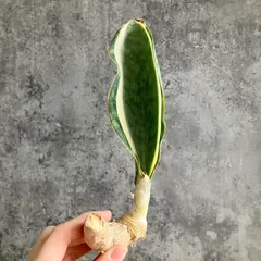 2025年最新】サンセベリア 希少の人気アイテム - メルカリ