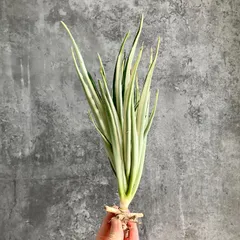 2025年最新】サンセベリア 希少の人気アイテム - メルカリ