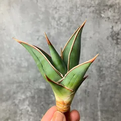 2025年最新】サンスベリア ピングイキュラの人気アイテム - メルカリ