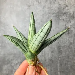 2025年最新】サンスベリア 希少の人気アイテム - メルカリ