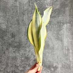 2025年最新】サンスベリアの人気アイテム - メルカリ