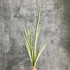 2025年最新】サンスベリアの人気アイテム - メルカリ