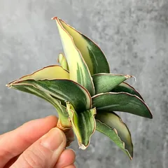 2025年最新】サンスベリア 希少の人気アイテム - メルカリ