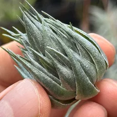 2025年最新】チランジア カウツキーの人気アイテム - メルカリ