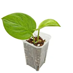 2025年最新】scindapsus スキンダプサスの人気アイテム - メルカリ