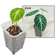 UJ モンステラ ゴールドリーフ 4号 アーバンジャングル フルムーン