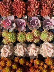 2025年最新】花火 多肉の人気アイテム - メルカリ