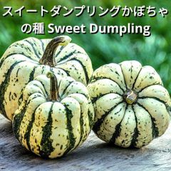 相模半白きゅうり(Sagami Hanjiro Cucumber・固定種) - メルカリ