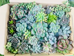 多肉植物　寄せ植え　多肉弁当　エケベリア　セット♡