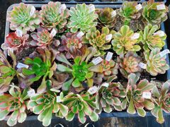 アエオニウム 16種抜き苗セット 根っこあり 名前付 多肉植物 シャネル