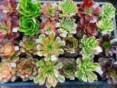 2025年最新】アエオニウムの人気アイテム - メルカリ