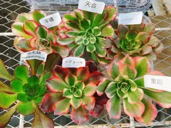 2025年最新】カット苗 多肉の人気アイテム - メルカリ