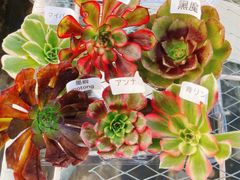 アエオニウム 専用出品 アエオニウム 16種抜き苗セット 根っこあり 名前付 多肉植物 シャネル