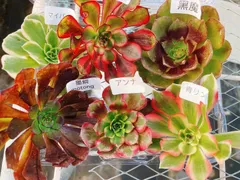 2025年最新】多肉植物 葉挿しの人気アイテム - メルカリ