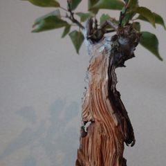 盆栽 コノテガシワ - メルカリ