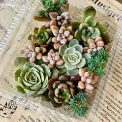 2025年最新】カット苗 多肉の人気アイテム - メルカリ