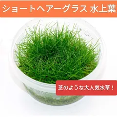 超人気！最安値！ 無農薬！ ショート ヘアーグラス  エレオカリス・アシキュラリス 水草 アクアリウム 水上葉のサムネイル